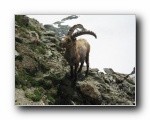 HRDay4 (51)...chamois